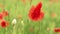 Bright red poppies growing on wheat field moving in slow wind, detail to flower and closed small heads with some rain drops