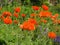 Bright red poppies in a mixed herbaceous border