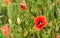 Bright red poppies, some flowers with heads still closed, growing in green unripe wheat field