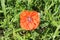 Bright red poppy bloomed in the flowerbed