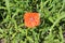 Bright red poppy bloomed in the flowerbed