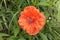 Bright red poppy bloomed in the flowerbed