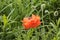 Bright red poppy bloomed in the flowerbed