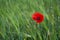 Bright red poppy on a contrasting background of green grass