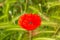 Bright red poppy in a field