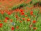 Bright red poppy field