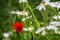 Bright red poppy flower in amongst white daisies