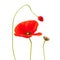 Bright red poppy flower isolated