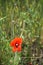 Bright red poppy flower. Wild flower with red petals