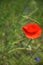 Bright red poppy flower. Wild flower with red petals