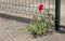 Bright red poppy grows from asphalt, flower through asphalt. Ð¡oncept of individuality and dedication, lonely flower on road,