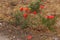 Bright red poppy grows from asphalt, flower through asphalt. Ð¡oncept of individuality and dedication, lonely flower on road.