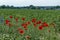 Bright red poppy or Papaver, camomile and blue weed wildflower in the corn field near by Ostrovo village