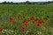 Bright red poppy or Papaver, camomile and blue weed wildflower in the wheat field near by Ostrovo village