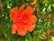 Bright red Punica granatum flower