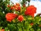Bright red  Punica granatum flower