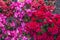 Bright red and purple azalia flowers with rain drops