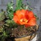 Bright red purslane portulaca flower grows in ornamental flowerpot