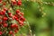 Bright red pyracantha berries, autumn garden