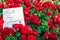Bright red ranunculus flowers and white sign with handwritten German text
