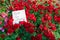 Bright red ranunculus flowers and white sign with handwritten German text