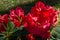 Bright red Rhododendron Azalea close-up. Luxury colorful inflorescences of rhododendron in spring Arboretum Park