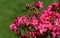 Bright red Rhododendron Azalea japonica close-up. Luxury inflorescences of rhododendron in Public landscape city park