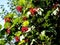 Bright red ripe viburnum berries on a bush