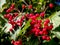 Bright red ripe viburnum berries on a bush