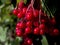 Bright red ripe viburnum berries on a bush