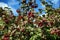 Bright red ripe viburnum on a Bush