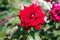 Bright red rose blossoming on a bush close-up