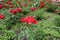 Bright red rose flowers in the flowerbed