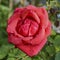 A bright red rose genus Rosa with waterdrops on their petals