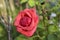 A bright red rose genus Rosa with waterdrops on their petals