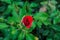 Bright red rose in green foliage. The flower is a symbol of love and passion. Beautiful plants. Delicate petals. Blurred