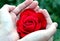 Bright red rose is on women`s hands