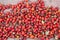 Bright red rosehip fruits are scattered for drying