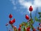 Bright red rosehips on clear blue sky background. Nature wallpaper stock photo