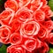 Bright red roses bunch