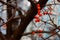 Bright red rowan berries against unfocused bare tree branches and blue background.