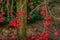 Bright red rowan berries glowing in the dark on leafless twigs