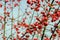 Bright red rowan berries on leafless twigs