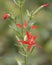 Bright Red Royal Catchfly Flowers