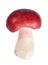 Bright red Russula mushroom isolated on white