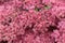 Bright red sedum bush close up shot full frame