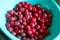 Bright Red Serviceberries in a Cyan Blue Bowl 3 - Amelanchier