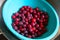 Bright Red Serviceberries in a Cyan Blue Bowl - Amelanchier