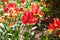 Bright red slightly wilted tulips illuminated by sunlight