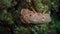 A bright red slipper lobster crawling on a reef.